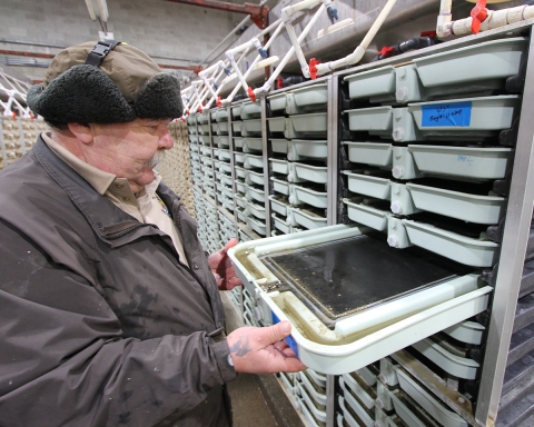 Staff checking egg development in Makah National Fish Hatchery nursery