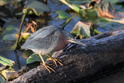 Green heron standing on log