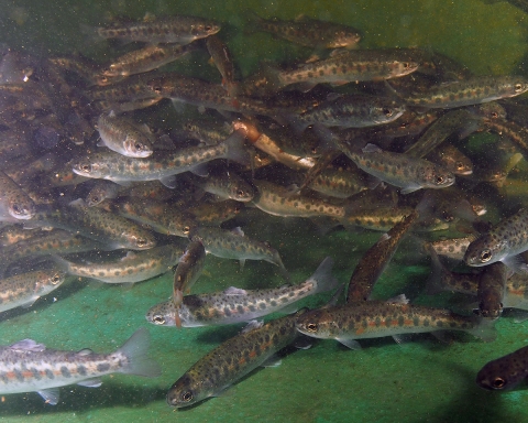 Juvenile winter steelhead in nursery tanks at Makah National Fish Hatchery