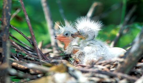 Two unidentified baby birds in their nest