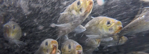 River herring in a stocking tank