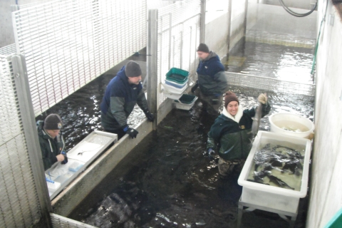 Spawning broodstock Atlantic salmon