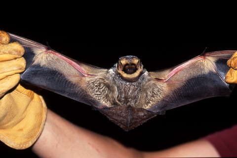 The beautiful hoary bat, with its thick, dark brown white-tipped fur, is one of the 11 species of bats found at Turnbull NWR.