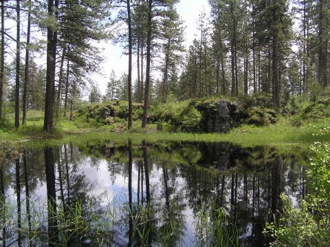 A classic pothole wetland at Turnbull, surrounded by Pine forest and basalt rock outcroppings.