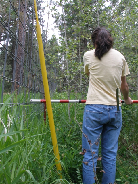 Student measuring aspen for a study on elk browsing.