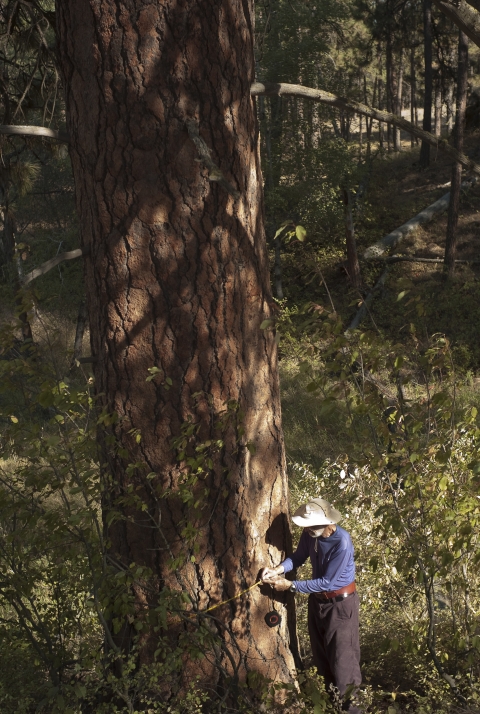 Refuge volunteer measuring one of the last remaining old growth Ponderosa Pine trees at Turnbull NWR.