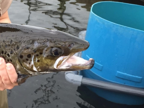 Adult Male Atlantic Salmon