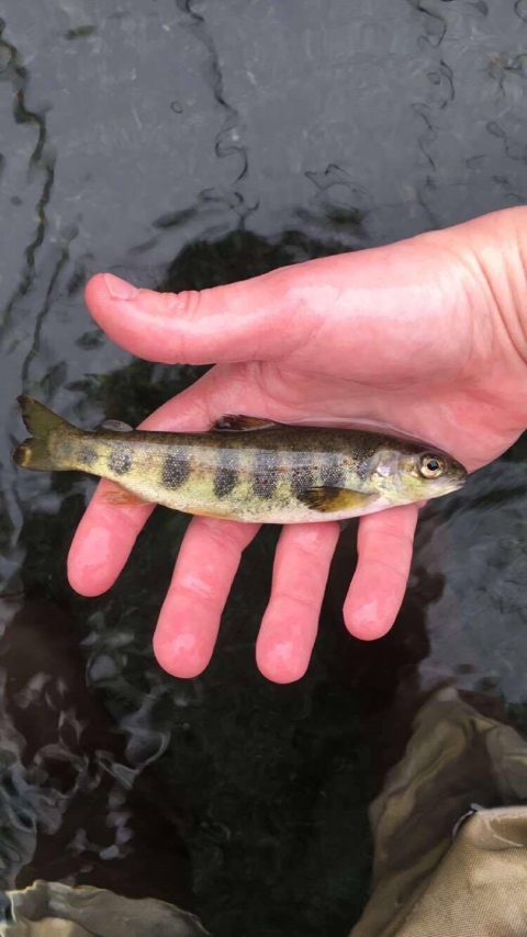 Biologist holding an Atlantic salmon parr