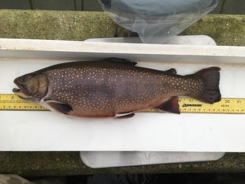 Brook trout adult being measured