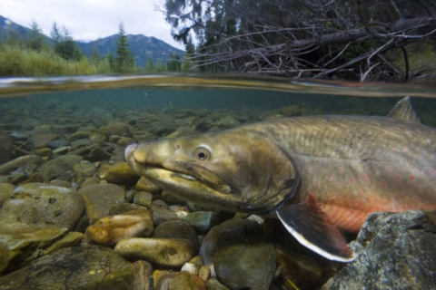 Bull trout underwater