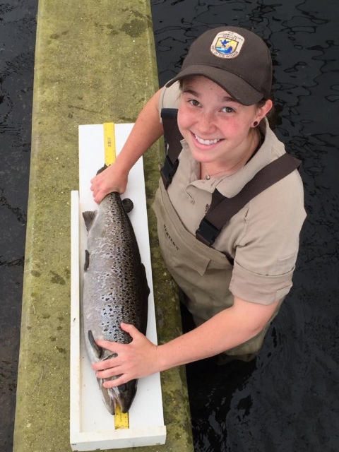 Measuring adult Atlantic salmon