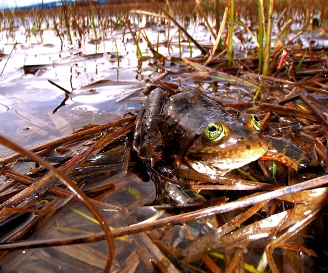 oregon spotted frog in water