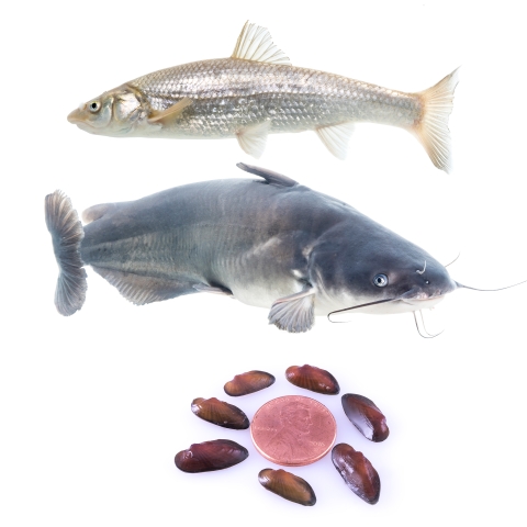 Individual images of three species experimentally reared at gavins point hatchery including: flathead chub, blue catfish and black sandshell mussel