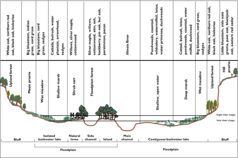 Infographic with descriptions of flood plain and bluff habitat types, including physical and plant characteristics. Image contain text. Full description of image linked in caption and available in the Library section in pdf titled Image Description-illinois-river-floodplain-cross-section-john-nelson