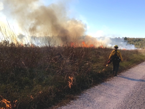 refuge staff in yellow and green nomex carries a drip torch dropping fire walking toward a plume of smoke a flame