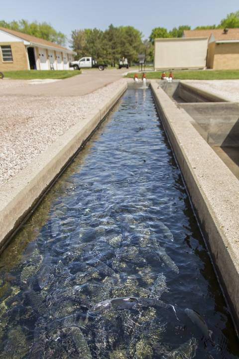 A long concrete raceway full of foot-long rainbow trout.