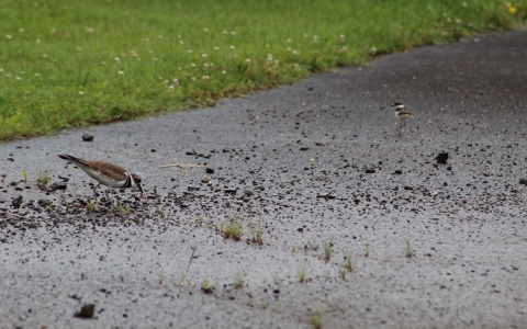 Killdeer at Allegheny NFH