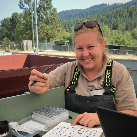 A USFWS biologists collects DNA samples from Chinook salmon during spawning at Leavenworth NFH