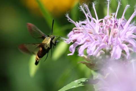 A hummingbird clearwing moth visits a wild bergamot flower