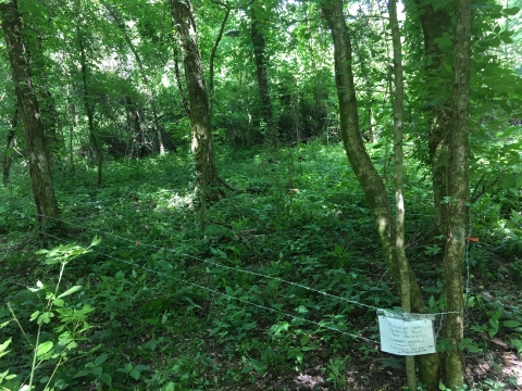 A forested area with barbed wire around four trees