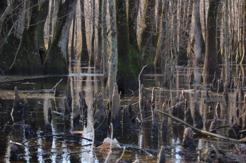 The marsh scene of a bottomland hardwood forest