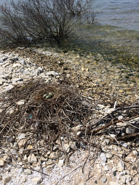 Herring gull nest.