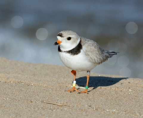 A small bird on the beach with white breast and gray back and wings