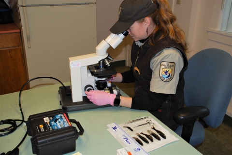 A U.S. Fish and Wildlife Service Veterinarian inspects the health of Quilcene National Fish Hatchery coho salmon. 