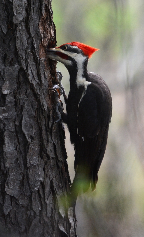 Pileated woodpecker perched on a tree