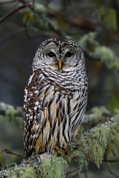 A brown owl with white streaks and spots sits in a tree with green moss and needles.