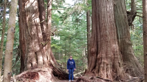 A woman stands between two very large trees with cinnamon-colored bark in a green forest.