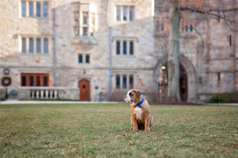 Puppy looking curiously to the right in a grassy area in front of a large grey building 