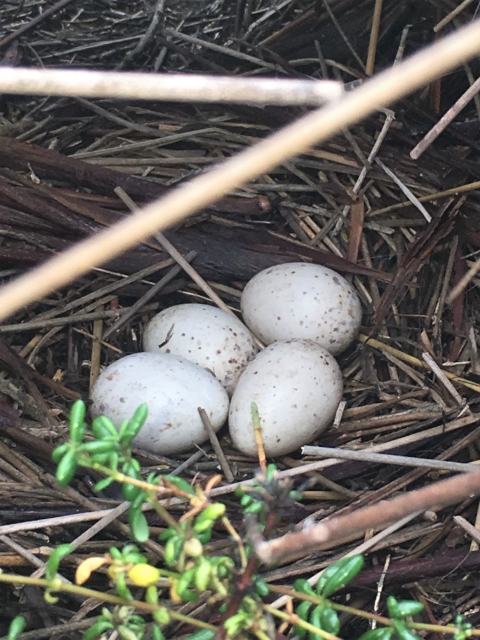 Four little white eggs with black speckles. 