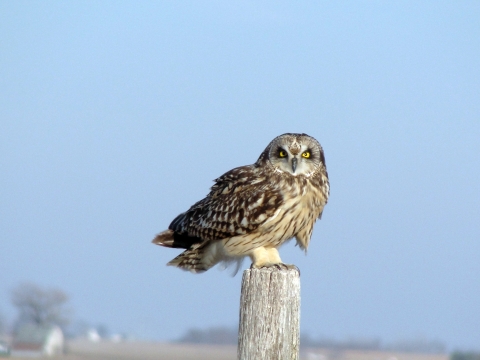 Short-eared owl perched on a post