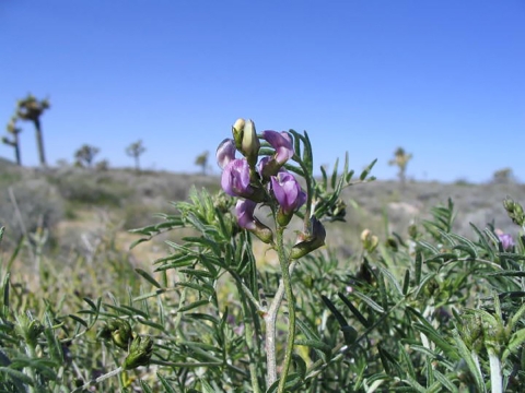 closeup of tall, green plant with purple flowers