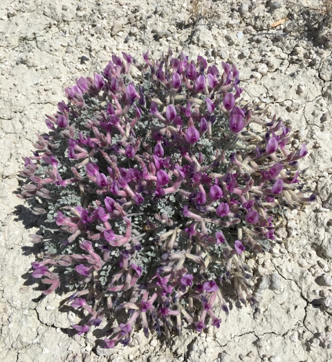 view down onto a shrub plant with purple flowers