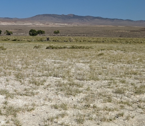 landscape of field dotted with small green plants, with mountains in background