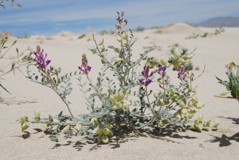 green plant with purple flowers in sand dune