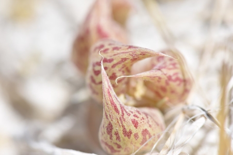 closeup of white plant with pink markings