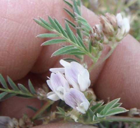 hand holding green plant with white and purple flowers between fingers