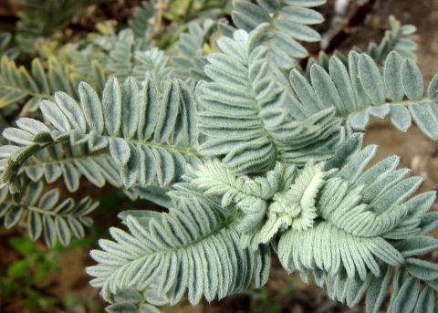 Green plant with long stems. Each stem has many leaves on either side in a vertical, parallel pattern