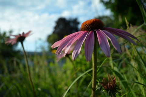 a purple flower with an orange center