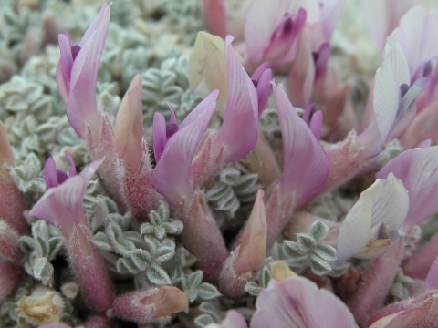 closeup of pink-flowering plant