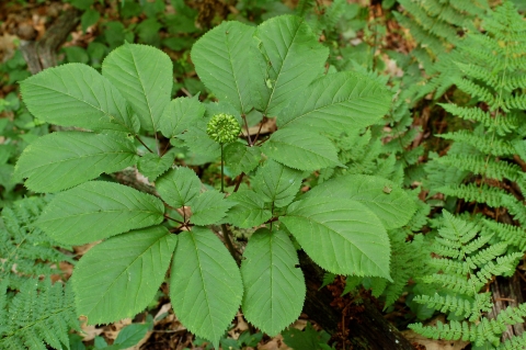 A green leafy plant on the forest floor