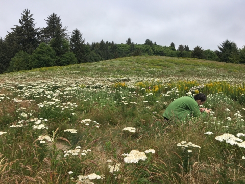 A volunteer stoops down in a green field of tall grasses and wildflowers