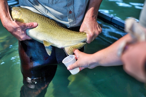 Two men collect white liquid in a cup from a salmon's underside