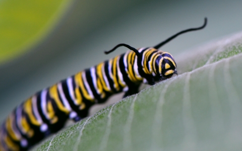 Monarch caterpillar on common milkweed