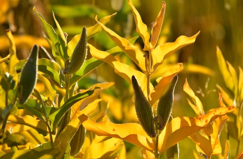 Showy milkweed seed pods