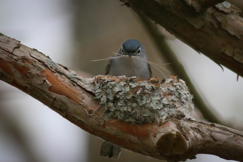 Blue-gray gnatcatcher building nest