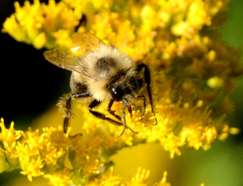 Bumblebee on goldenrod